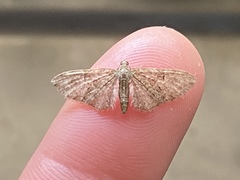 Eupithecia abbreviata
