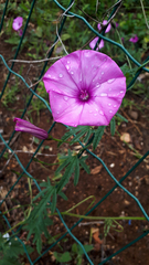 Convolvulus althaeoides althaeoides