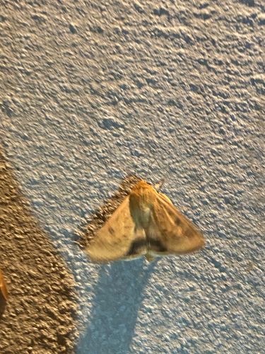 Cotton Bollworm Moth