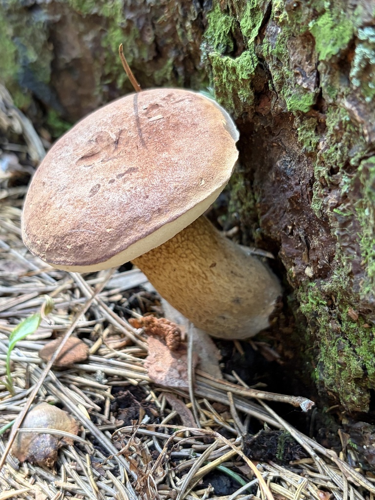 Bitter Bolete · August 2026 · photo: Photo: (c) Julie Travaglini, some rights reserved (CC BY) · iNaturalist