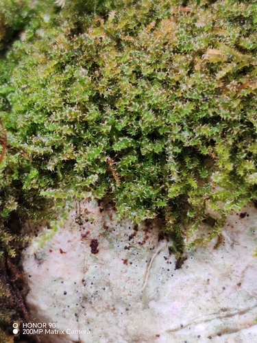 Campylophyllum halleri observed 2026-08-22