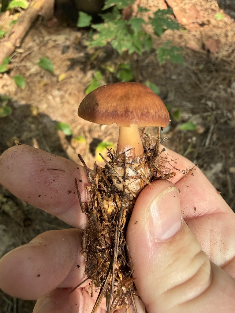 Buttery Collybia · August 2026 · photo: Photo: (c) Julie Travaglini, some rights reserved (CC BY) · iNaturalist