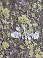 Fungi
