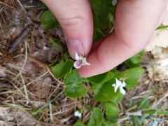 Viola renifolia