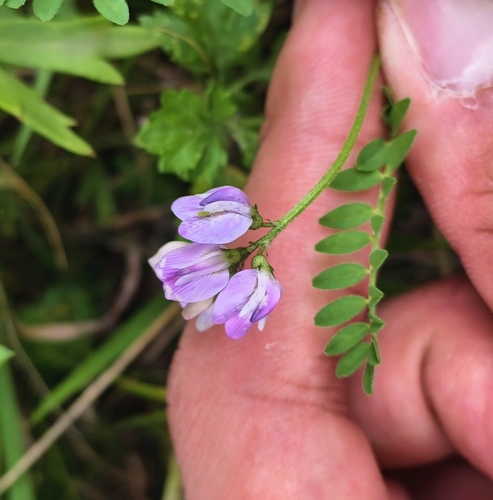 Oxytropis glabra