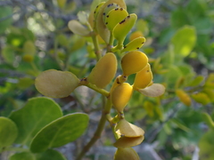 Viscum rotundifolium