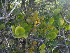 Viscum rotundifolium