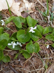 Viola renifolia