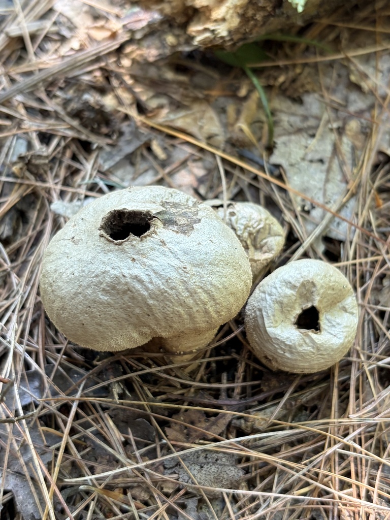 common puffball · August 2026 · photo: Photo: (c) Julie Travaglini, some rights reserved (CC BY) · iNaturalist