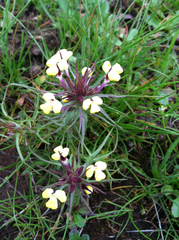Triphysaria eriantha