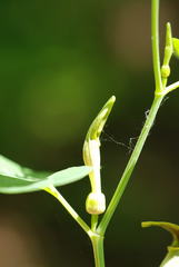 Aristolochia lutea
