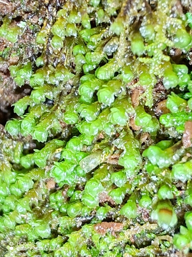 Scapania umbrosa, 2026-08-22