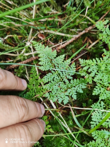 Cystopteris montana, photograph 4
