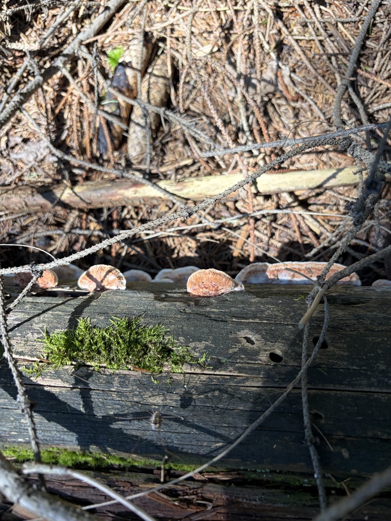 brown-staining cheese polypore · August 2026 · photo: Photo: (c) Julie Travaglini, some rights reserved (CC BY) · iNaturalist