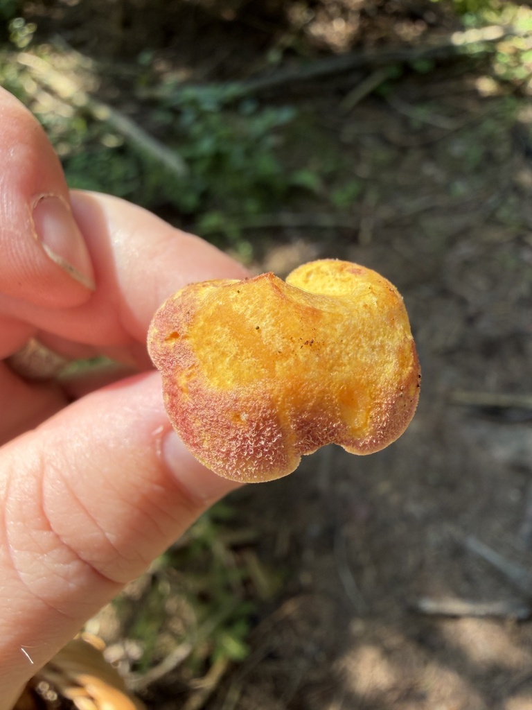 Plums-and-Custard · August 2026 · photo: Photo: (c) Julie Travaglini, some rights reserved (CC BY) · iNaturalist