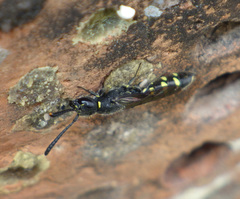 Monosapyga clavicornis