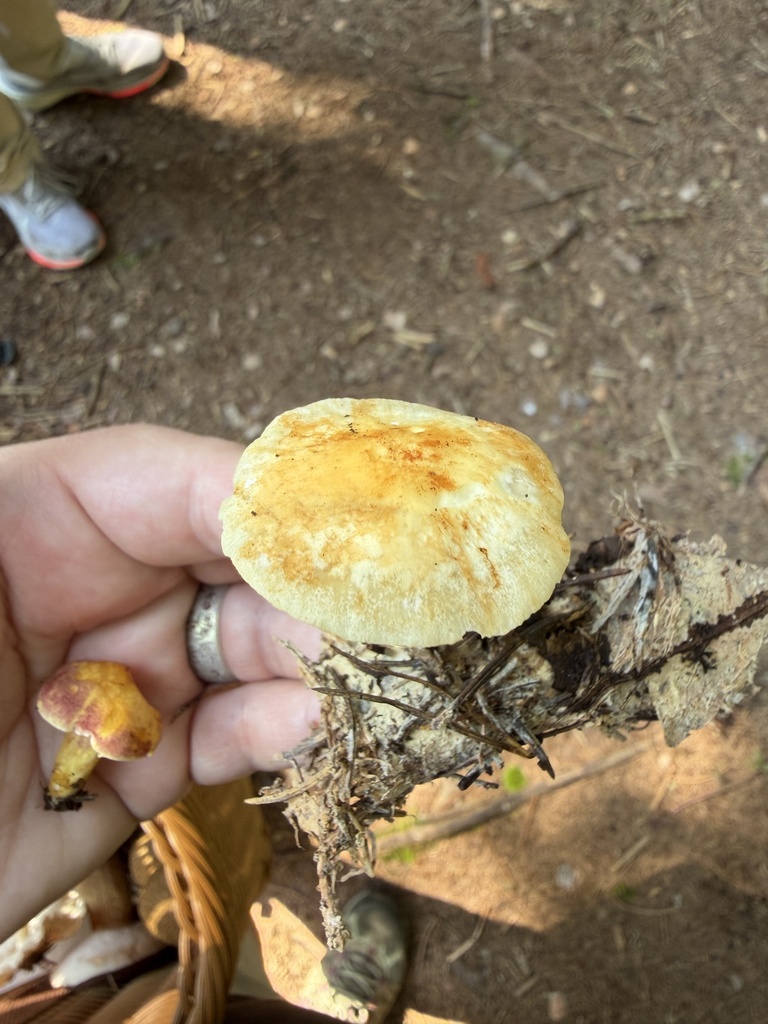 Orange-yellow Marasmius · August 2026 · photo: Photo: (c) Julie Travaglini, some rights reserved (CC BY) · iNaturalist