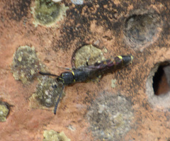 Monosapyga clavicornis