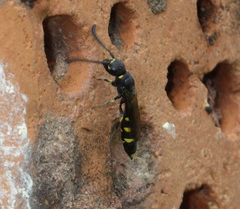 Monosapyga clavicornis