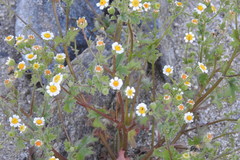 Amauria rotundifolia