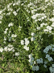 Bifora americana
