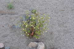 Amauria rotundifolia