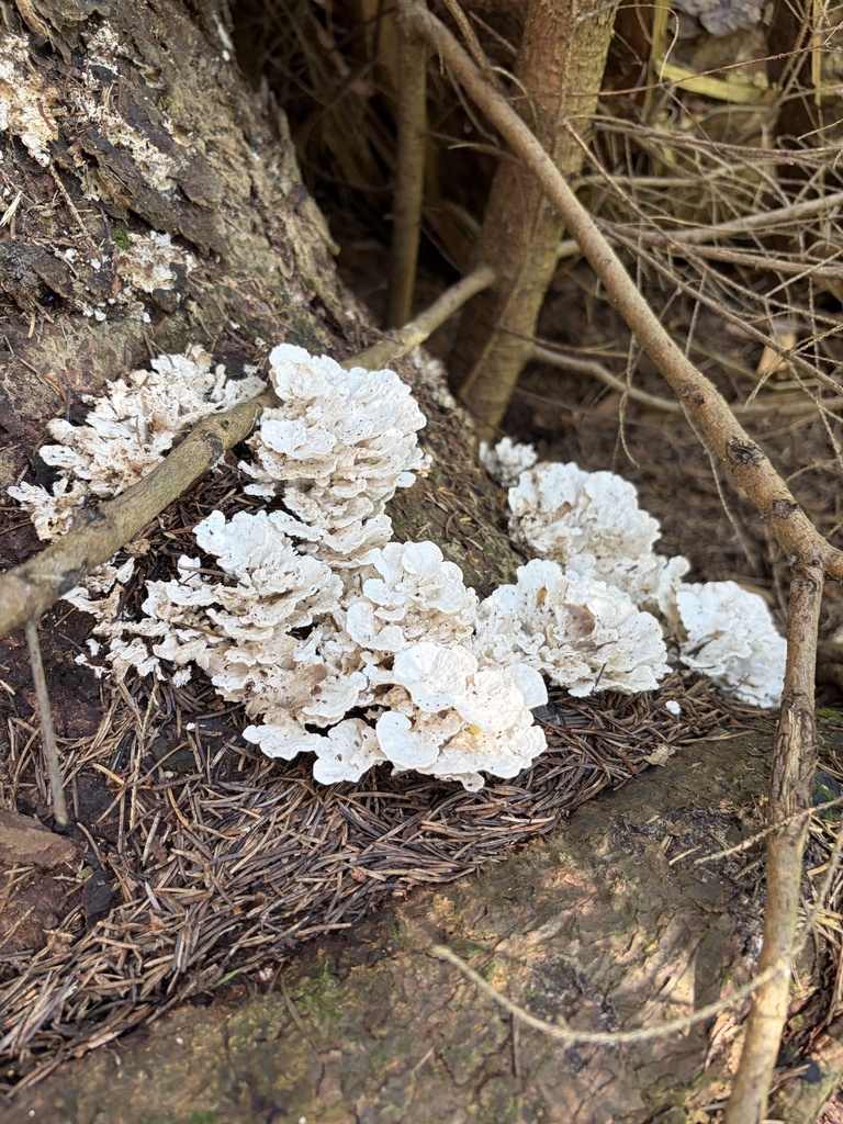 white-rot fungus · August 2026 · photo: Photo: (c) Julie Travaglini, some rights reserved (CC BY) · iNaturalist