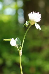 Trifolium pratense pratense
