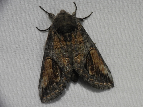 Heterocampa secessionis photo 2