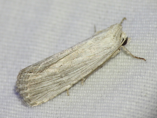 Fine-lined Sallow photo 3