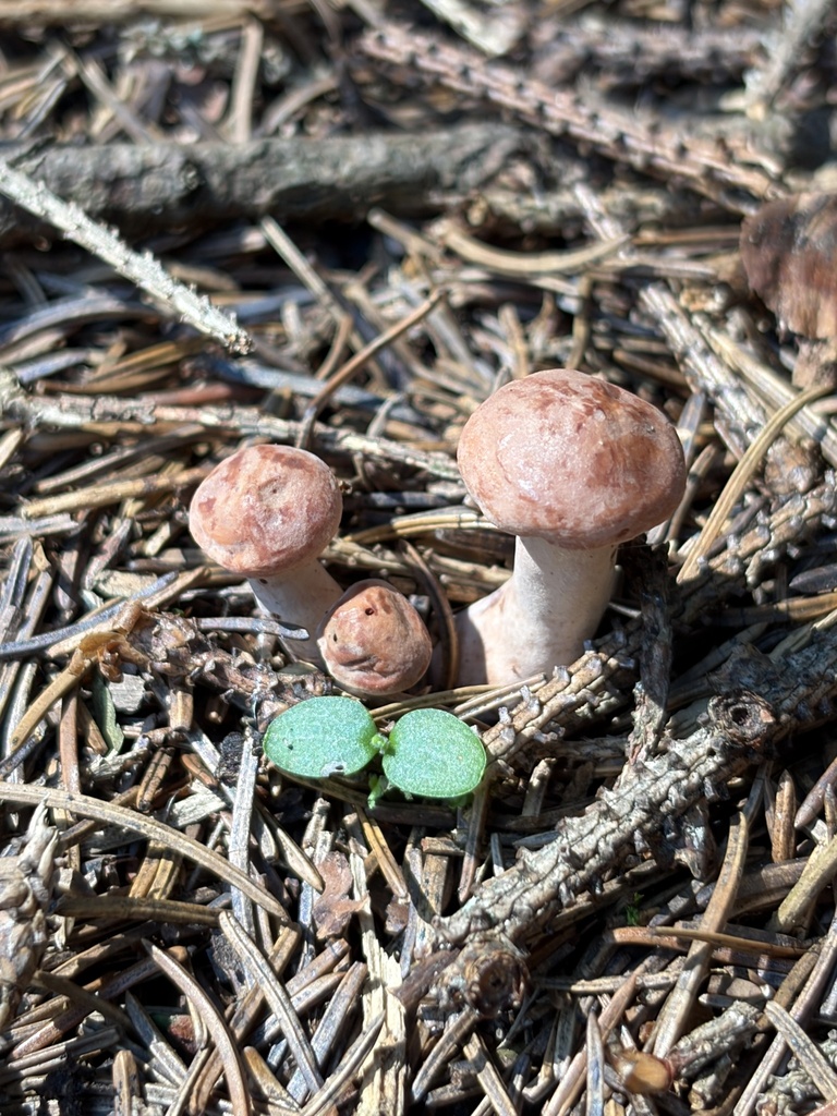Curry Milkcap · August 2026 · photo: Photo: (c) Julie Travaglini, some rights reserved (CC BY) · iNaturalist