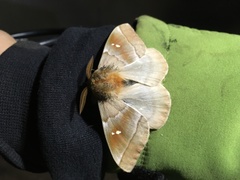 Ormiscodes cinnamomea