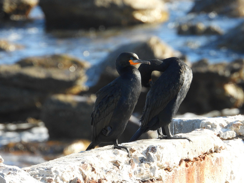 iNaturalist: (c) ingridmarx, some rights reserved (CC BY-NC) iNaturalist image