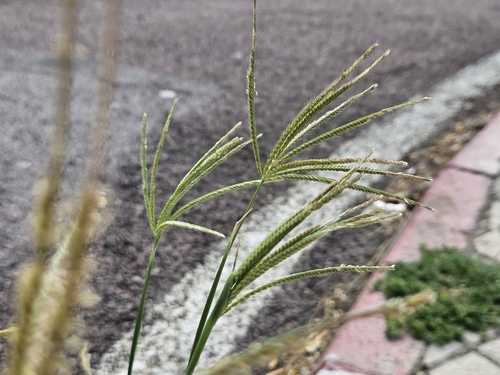 Chloris gayana, photograph 6