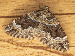 Lampropteryx suffumata