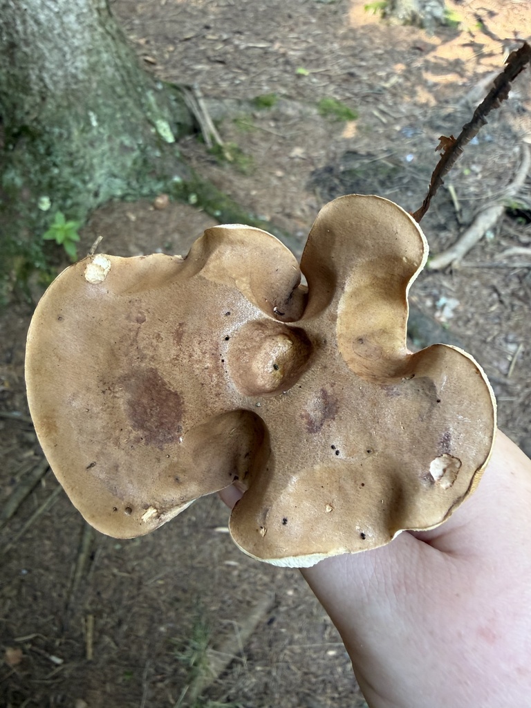 Bitter Bolete · August 2026 · photo: Photo: (c) Julie Travaglini, some rights reserved (CC BY) · iNaturalist