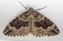 Lampropteryx suffumata