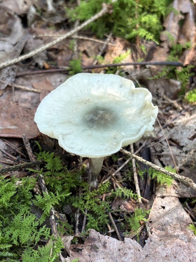 Aniseed Funnel · August 2026 · photo: Photo: (c) Julie Travaglini, some rights reserved (CC BY) · iNaturalist