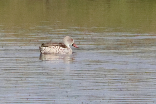 iNaturalist image