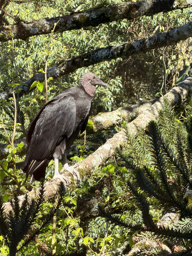 Black Vulture