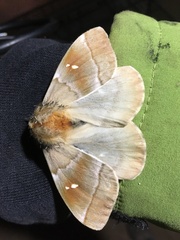 Ormiscodes cinnamomea