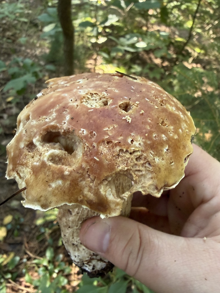 King Bolete · August 2026 · photo: Photo: (c) Julie Travaglini, some rights reserved (CC BY) · iNaturalist