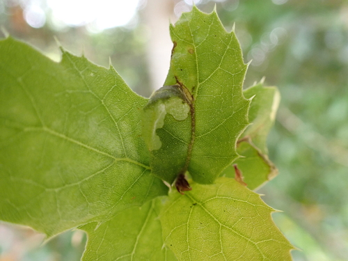Neurobathra bohartiella photo 2