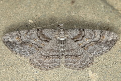 Cleora cinctaria