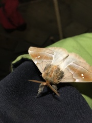 Ormiscodes cinnamomea