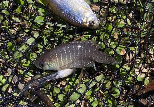 Blue-dotted Pearlfish
