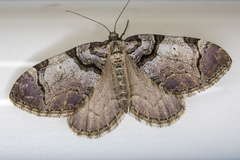 Anticlea derivata