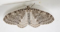 Trichopteryx carpinata