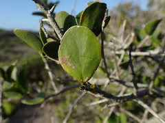 Dovyalis rotundifolia