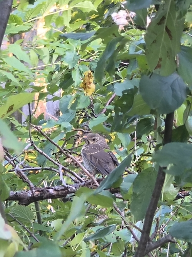 Song Thrush